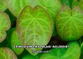 Epimedium Faydaları Nelerdir?