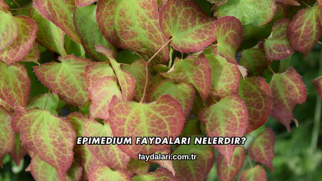Epimedium Faydaları Nelerdir?
