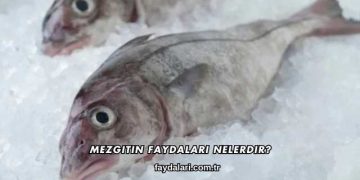 Mezgitin Faydaları Nelerdir?