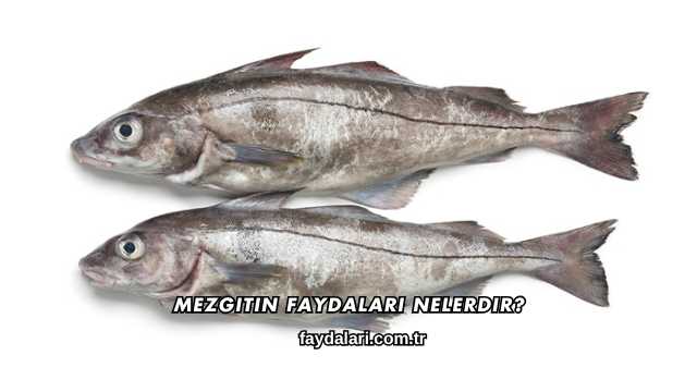 Mezgitin Faydaları Nelerdir?