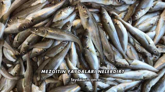 Mezgitin Faydaları Nelerdir?
