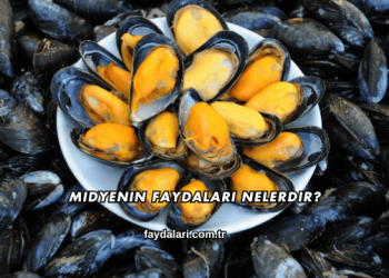 Midyenin Faydaları Nelerdir?