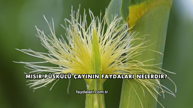 Mısır Püskülü Çayının Faydaları Nelerdir?