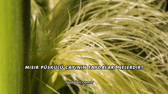 Mısır Püskülü Çayının Faydaları Nelerdir?