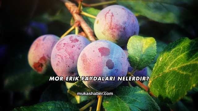 Mor Erik Faydaları Nelerdir?