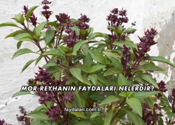 Mor Reyhanın Faydaları Nelerdir?