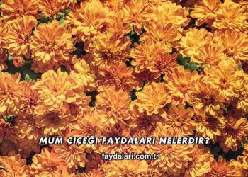 Mum Çiçeği Faydaları Nelerdir?