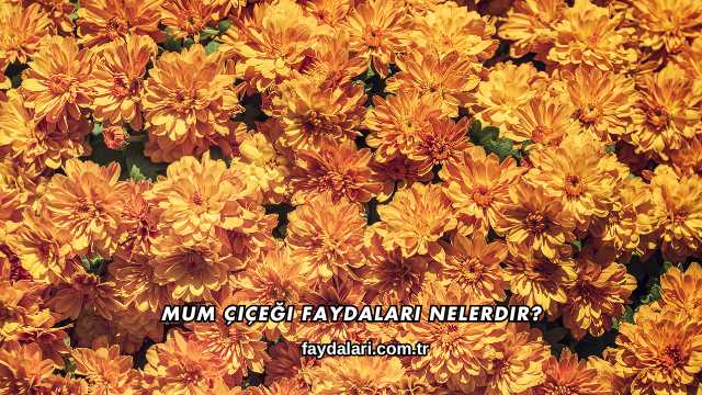 Mum Çiçeği Faydaları Nelerdir?