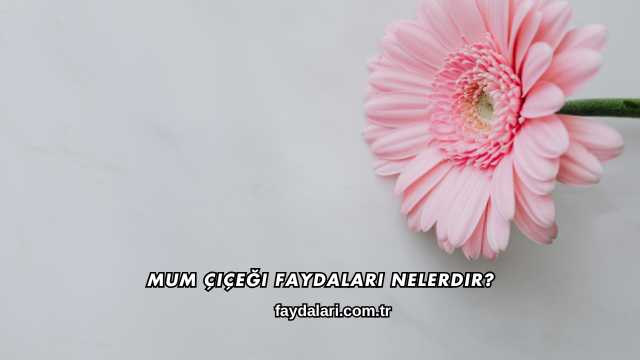Mum Çiçeği Faydaları Nelerdir?