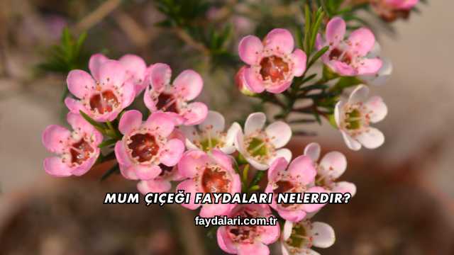 Mum Çiçeği Faydaları Nelerdir?