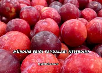 Mürdüm Eriği Faydaları Nelerdir?