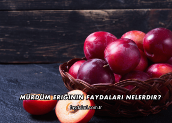 Mürdüm Eriğinin Faydaları Nelerdir?