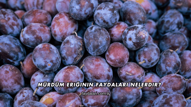 Mürdüm Eriğinin Faydaları Nelerdir?