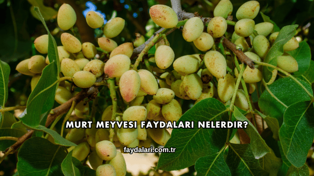 Murt Meyvesi Faydaları Nelerdir?