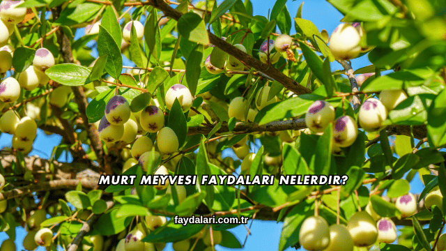 Murt Meyvesi Faydaları Nelerdir?