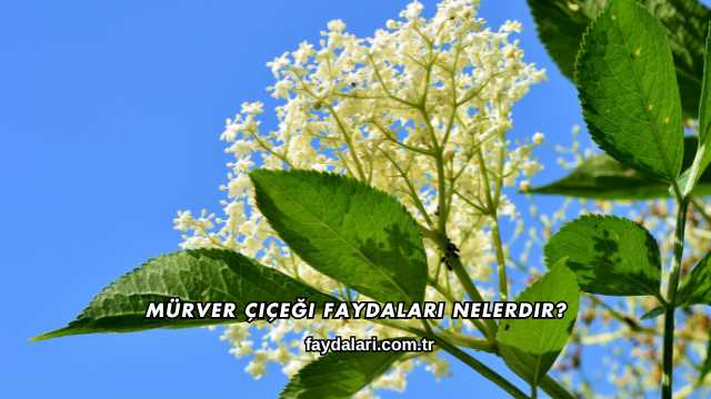 Mürver Çiçeği Faydaları Nelerdir?