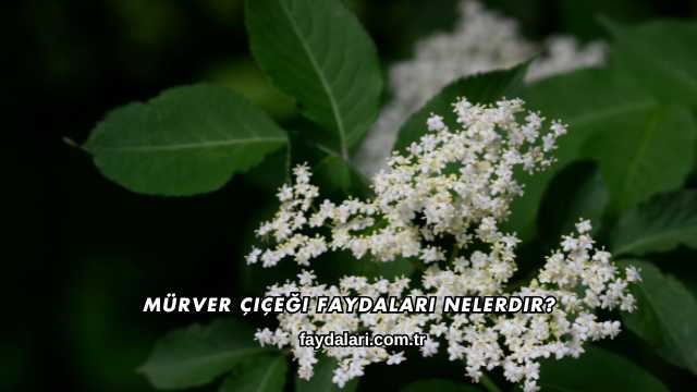 Mürver Çiçeği Faydaları Nelerdir?