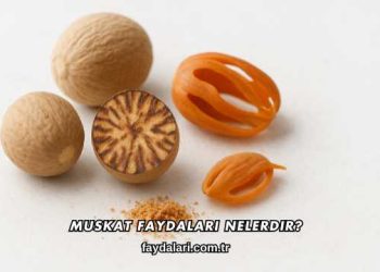 Muskat Faydaları Nelerdir?