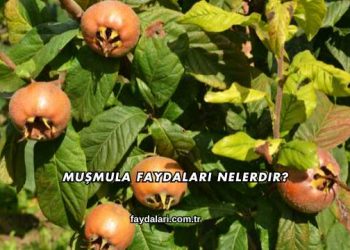 Muşmula Faydaları Nelerdir?
