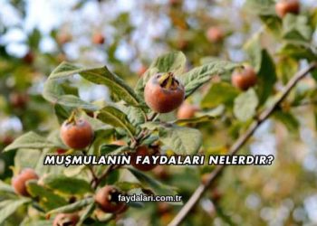 Muşmulanın Faydaları Nelerdir?