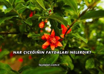 Nar Çiçeğinin Faydaları Nelerdir?