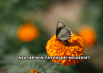 Nektarinin Faydaları Nelerdir?