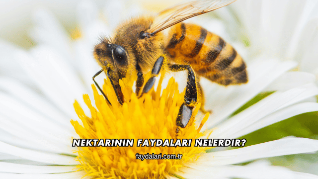 Nektarinin Faydaları Nelerdir?