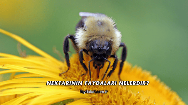 Nektarinin Faydaları Nelerdir?