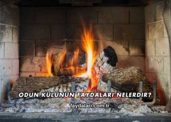 Odun Külünün Faydaları Nelerdir?