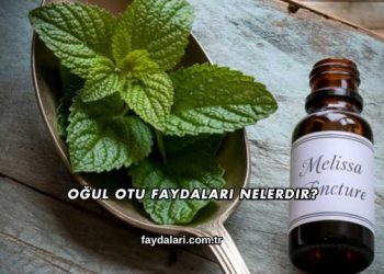 Oğul Otu Faydaları Nelerdir?