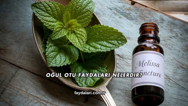 Oğul Otu Faydaları Nelerdir?