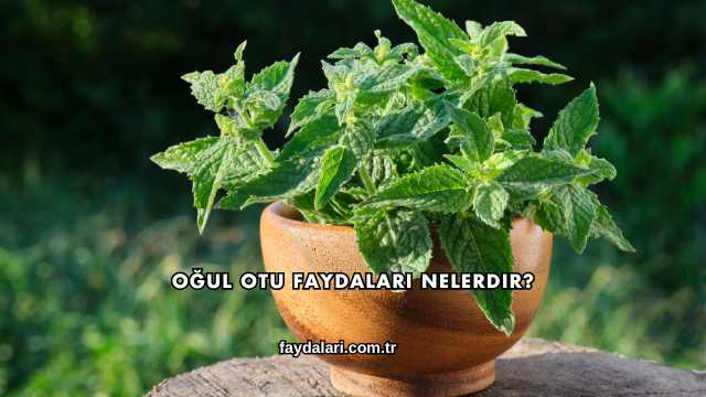 Oğul Otu Faydaları Nelerdir?