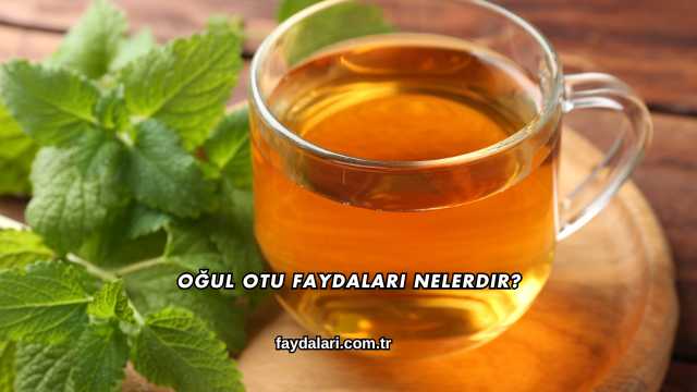 Oğul Otu Faydaları Nelerdir?