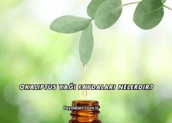 Okaliptus Yağı Faydaları Nelerdir?
