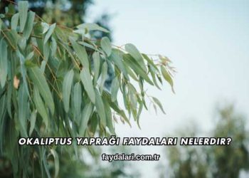 Okaliptus Yaprağı Faydaları Nelerdir?