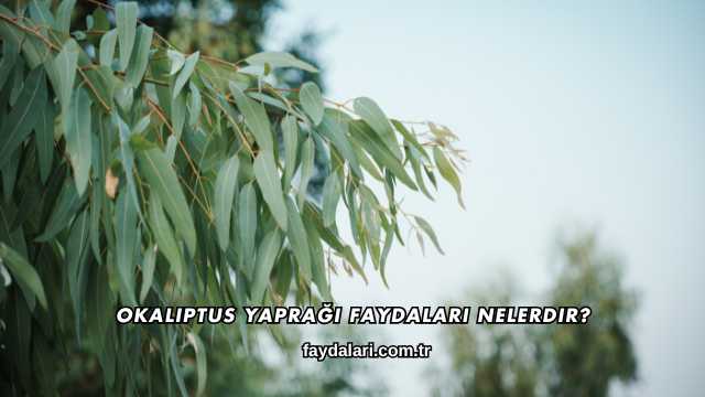 Okaliptus Yaprağı Faydaları Nelerdir?