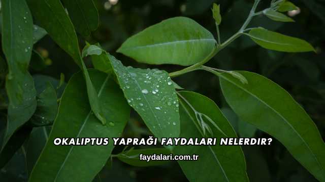 Okaliptus Yaprağı Faydaları Nelerdir?