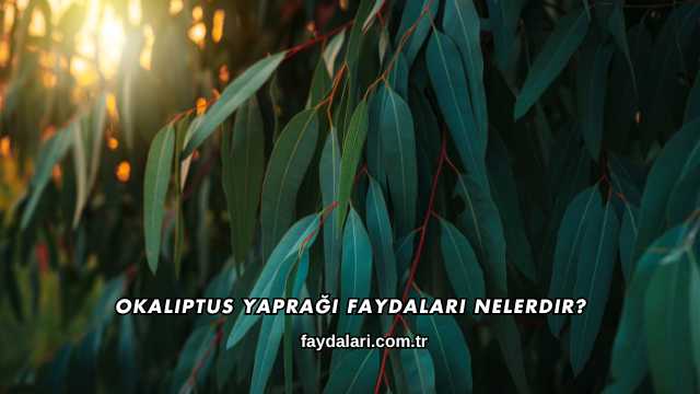 Okaliptus Yaprağı Faydaları Nelerdir?
