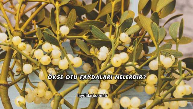 Ökse Otu Faydaları Nelerdir?