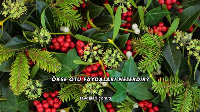 Ökse Otu Faydaları Nelerdir?