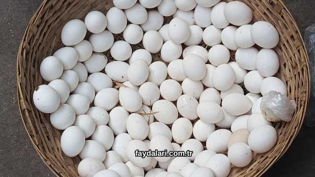 Ördek Yumurtasının Faydaları Nelerdir?