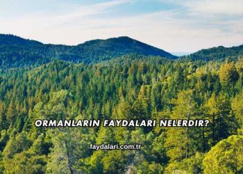 Ormanların Faydaları Nelerdir?