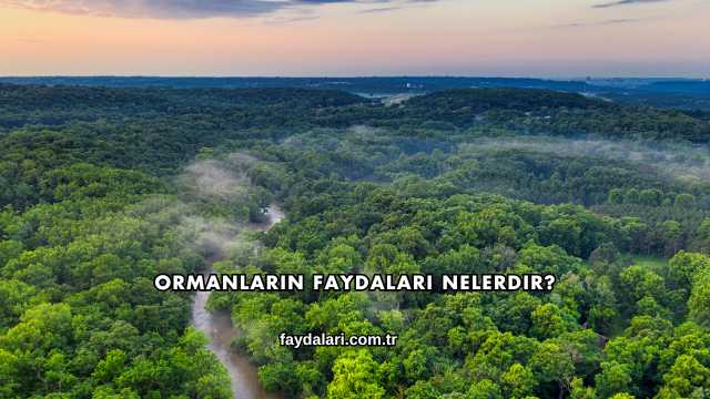 Ormanların Faydaları Nelerdir?
