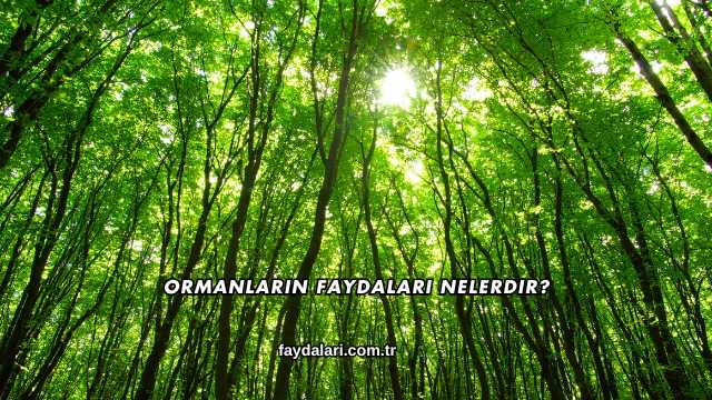 Ormanların Faydaları Nelerdir?