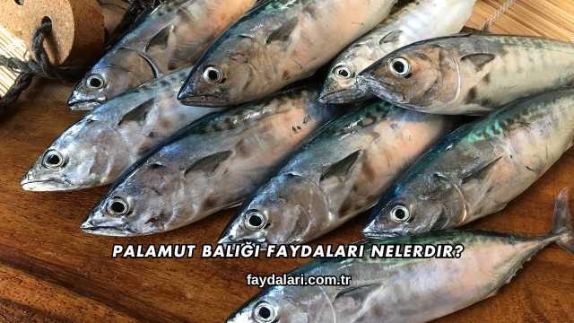 Palamut Balığı Faydaları Nelerdir?