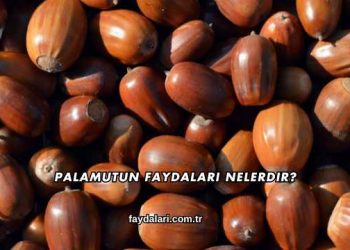 Palamutun Faydaları Nelerdir?