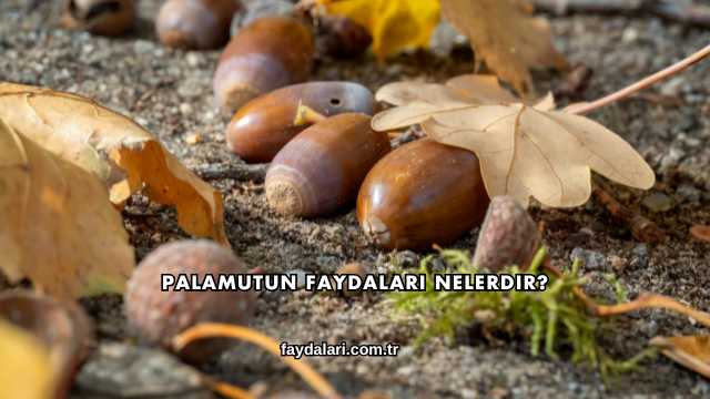 Palamutun Faydaları Nelerdir?