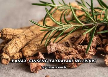 Panax Ginseng Faydaları Nelerdir?