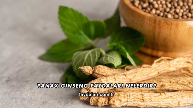 Panax Ginseng Faydaları Nelerdir?