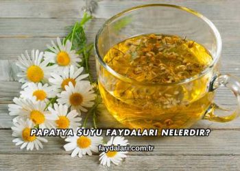 Papatya Suyu Faydaları Nelerdir?